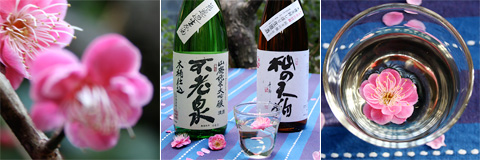 The World's Greatest Sake and 'Ume' Plum Blossoms 上原酒造 不老泉・杣の天狗