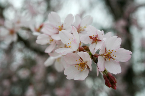 Sakura Mochi 桜もち